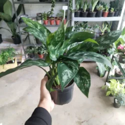 Aglaonema 'Maria' - 14cm