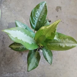 Chinese evergreen 'Pattaya beauty'- 15cm