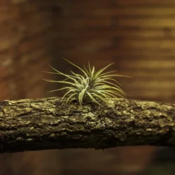 Air Plants