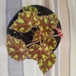 Begonia 'Tiger paw' - 12cm