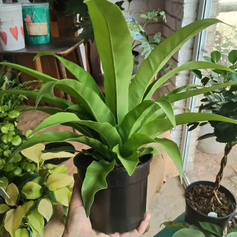 Asplenium antiquum - 14cm - Image 2