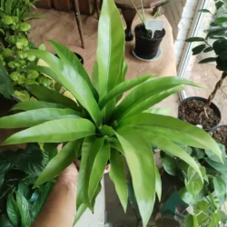Asplenium antiquum - 14cm