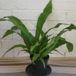 Crocodile Fern - 12cm