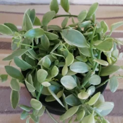 Dischidia oiantha - 12cm