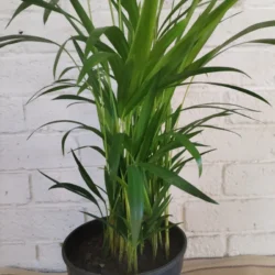 Dypsis lutescens (Bamboo palm) - 19cm