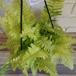 Golden boston fern - 20cm hanging basket
