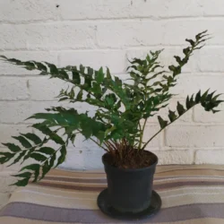 Holly fern - 14cm