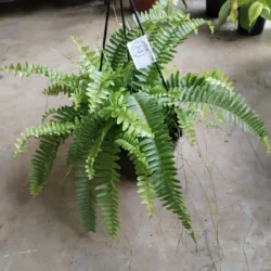 Nevada fern - 20cm hanging basket