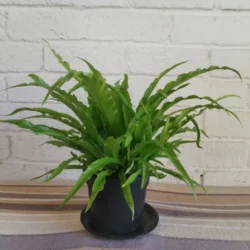 Bird's nest fern 'Osaka' - 14cm
