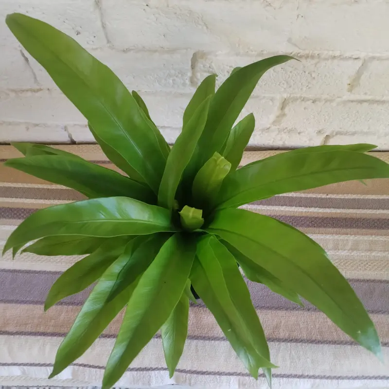 Asplenium antiquum - 14cm - Image 4