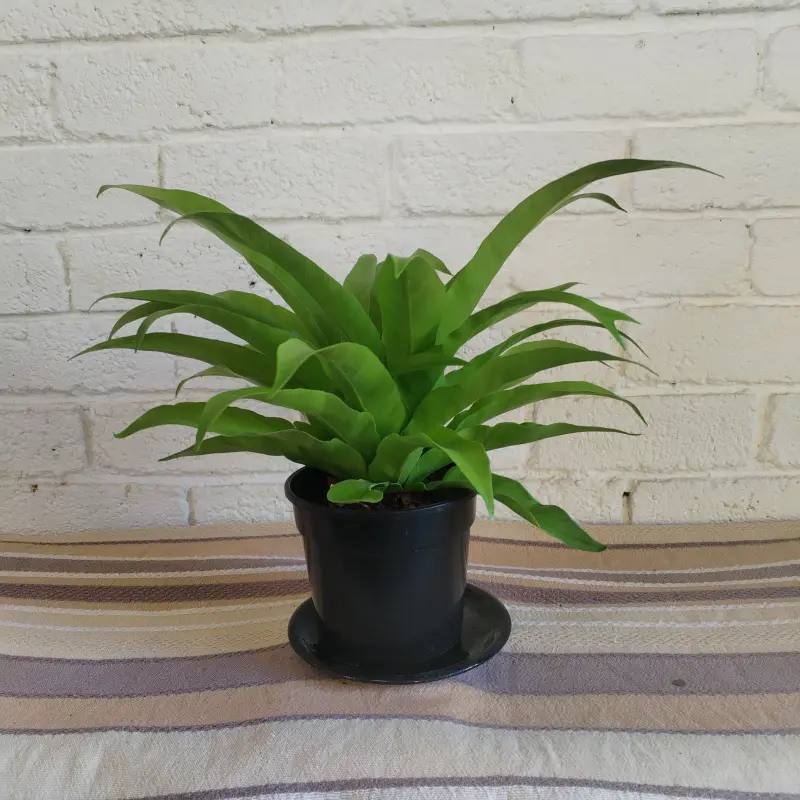 Asplenium antiquum - 14cm - Image 3