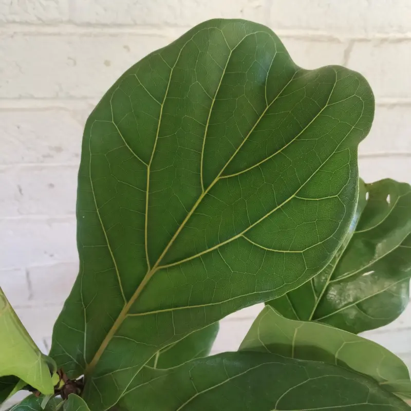Fiddle Leaf Fig - 19cm - Image 4