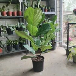 Fiddle Leaf Fig - 19cm