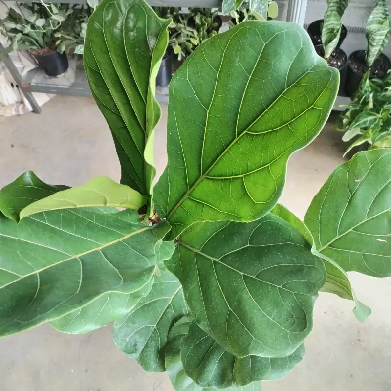 Fiddle Leaf Fig - 19cm - Image 5