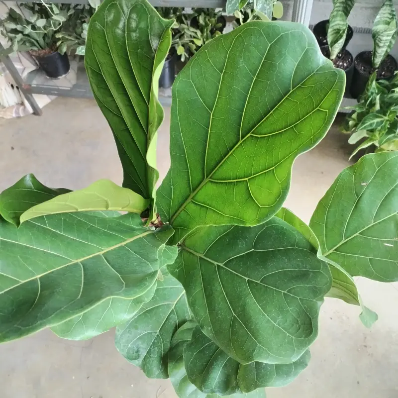 Fiddle Leaf Fig - 19cm - Image 3