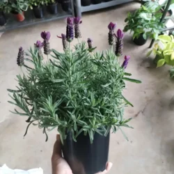 French Lavender 14cm