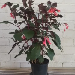 Fuschia green fire - 17cm