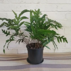 Kangaroo fern - 16.5cm