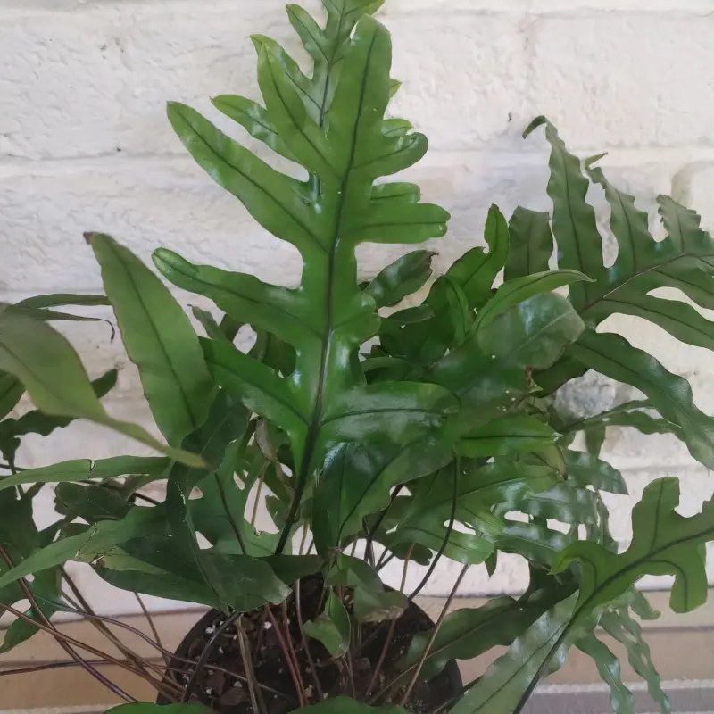 Kangaroo fern - 16.5cm - Image 3