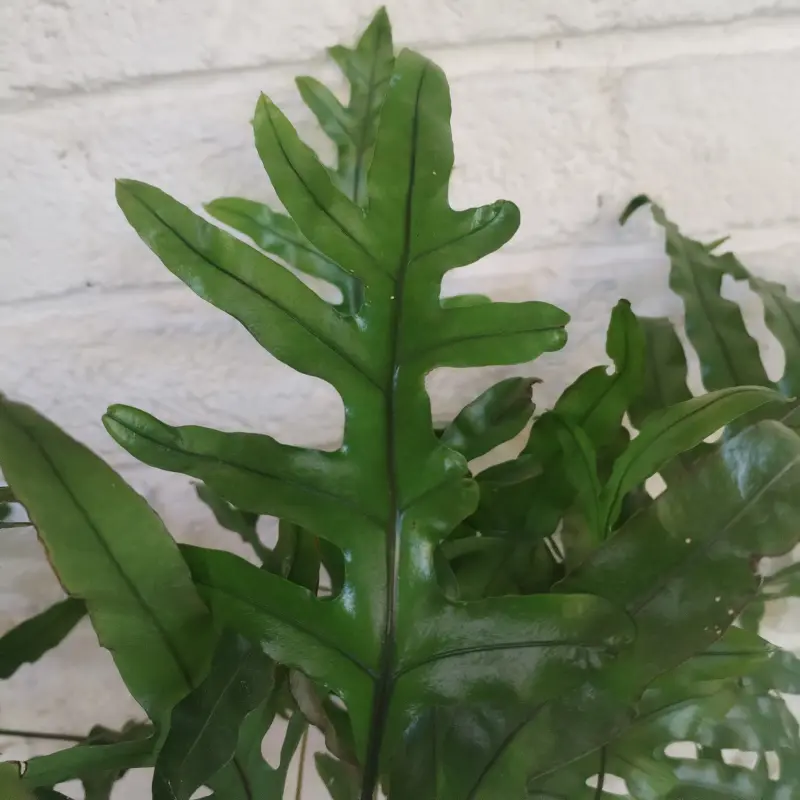 Kangaroo fern - 16.5cm - Image 2