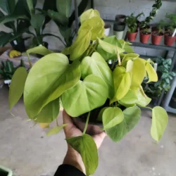 Philodendron Lemon - 14cm