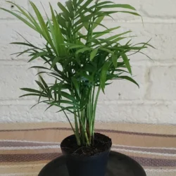 Mini Love palm - 7.5cm