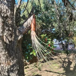 Large hanging Squid with air plant