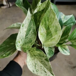 Marble Queen Pothos – 15cm