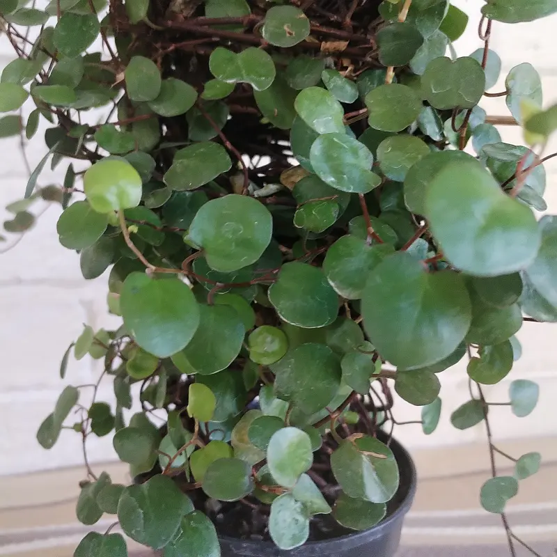 The Angel vine - 12cm - Image 3