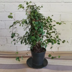 The Angel vine - 12cm