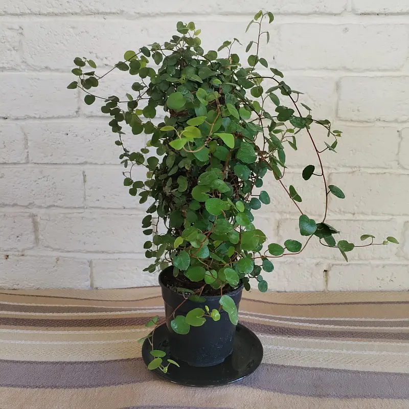 The Angel vine - 12cm - Image 2