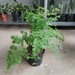 Maidenhair Fern 14cm
