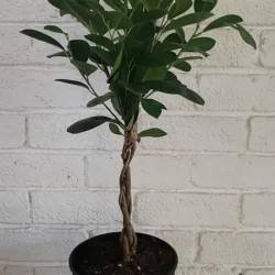Braided Ficus Moclame - 19cm
