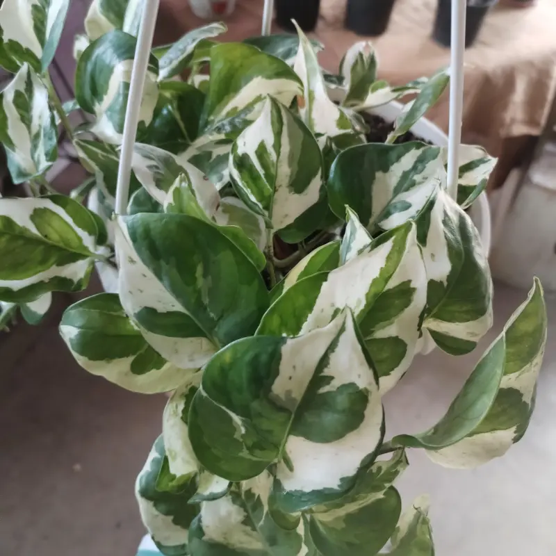 Epipremnum aureum 'N'Joy' Pothos – 14cm - Image 3