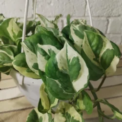 Epipremnum aureum 'N'Joy' Pothos – 14cm