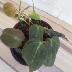 Philodendron 'Micans' (Velvet leaf) 12cm