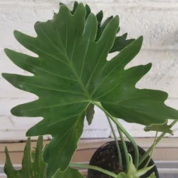 Philodendron Shangri-La 16.5cm