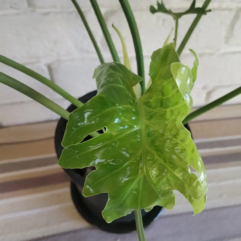 Philodendron Shangri-La 16.5cm - Image 3