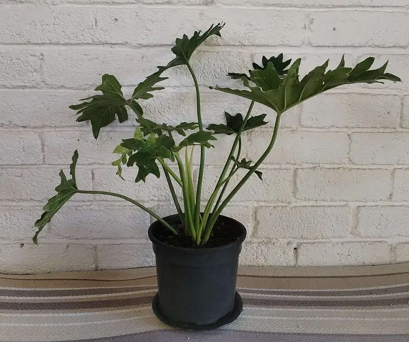 Philodendron Shangri-La 16.5cm - Image 2