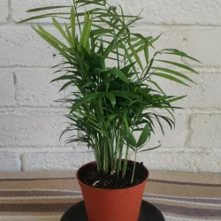 The Parlour Palm - 12cm
