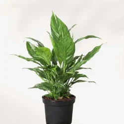 Peace lily "Jet diamond" - 14cm