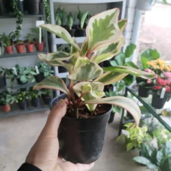 Peperomia julii  - 12cm