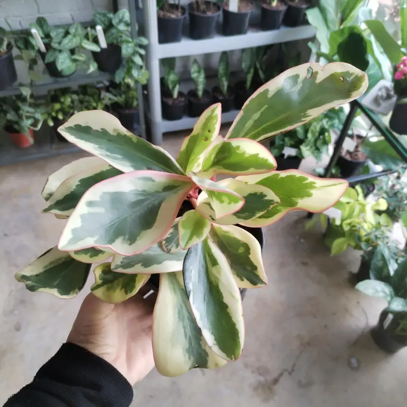 Peperomia julii - 12cm - Image 2