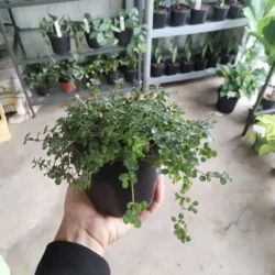 Pilea Glauca (Grey baby tears) - 12cm