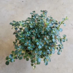 Pilea depressa - 12cm