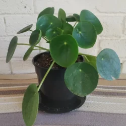 Chinese money plant - 12cm