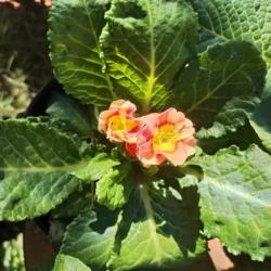 Winter flowering Primula - 12cm Orange with yellow