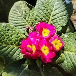 Winter flowering Primula - 12cm Dark pink with yellow