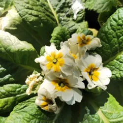 Winter flowering Primula - 12cm White with yellow