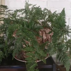 Rabbit's foot fern - 14cm